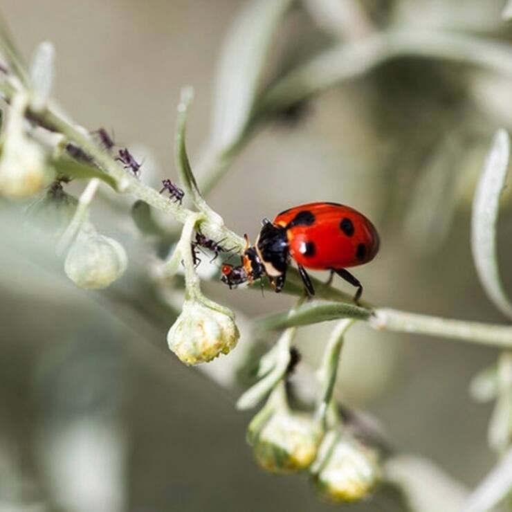 Une coccinelle se nourrissant de pucerons