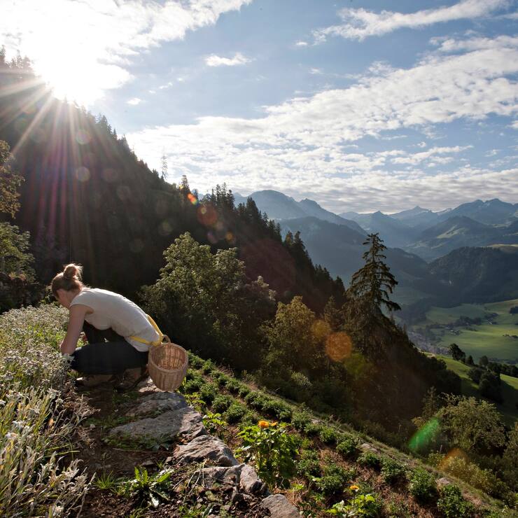 Le Jardin des Monts abrite une herboristerie de montagne d'exception