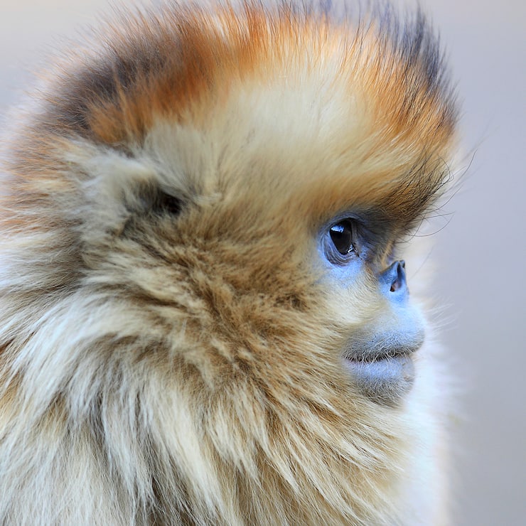 Rhinopithecus roxellana