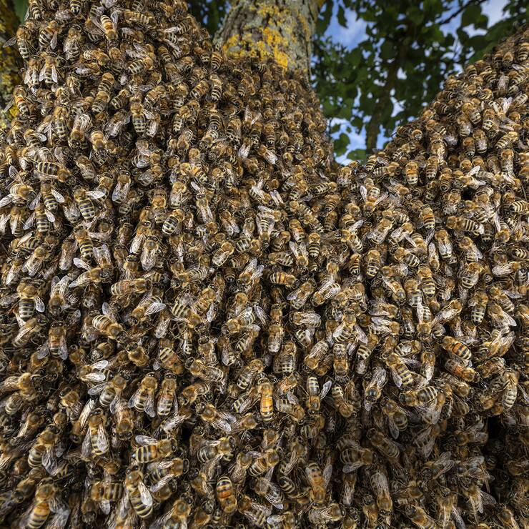 Abeilles