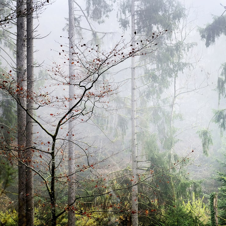 Hêtre en forêt 