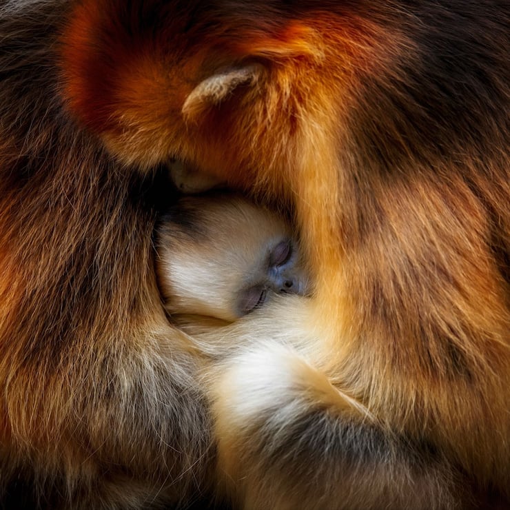 animaux