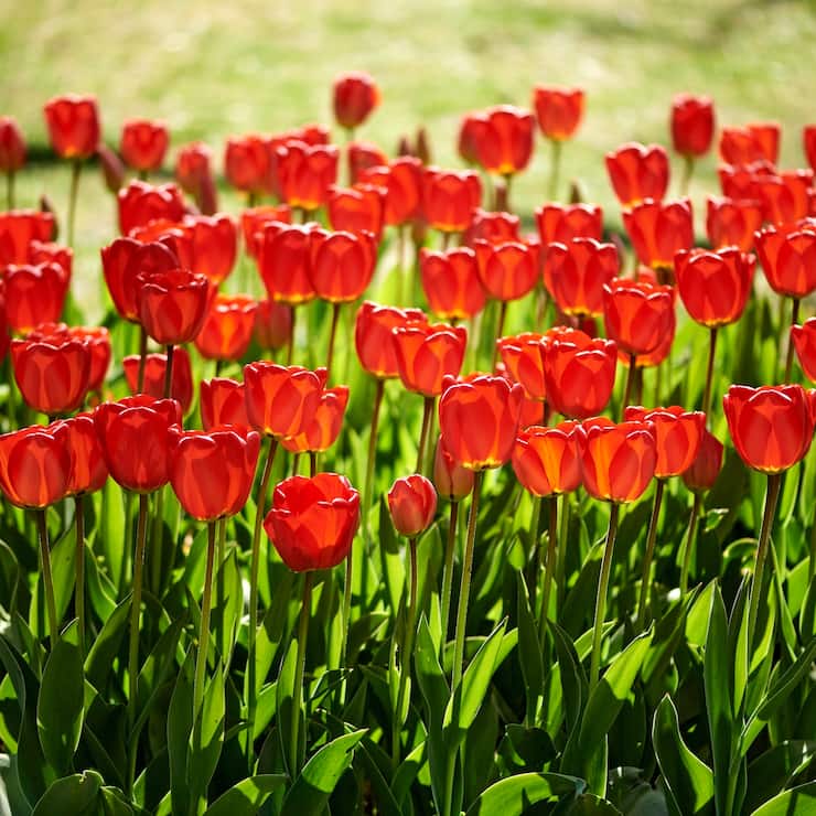 Fête de la tulipe à Morges (VD).