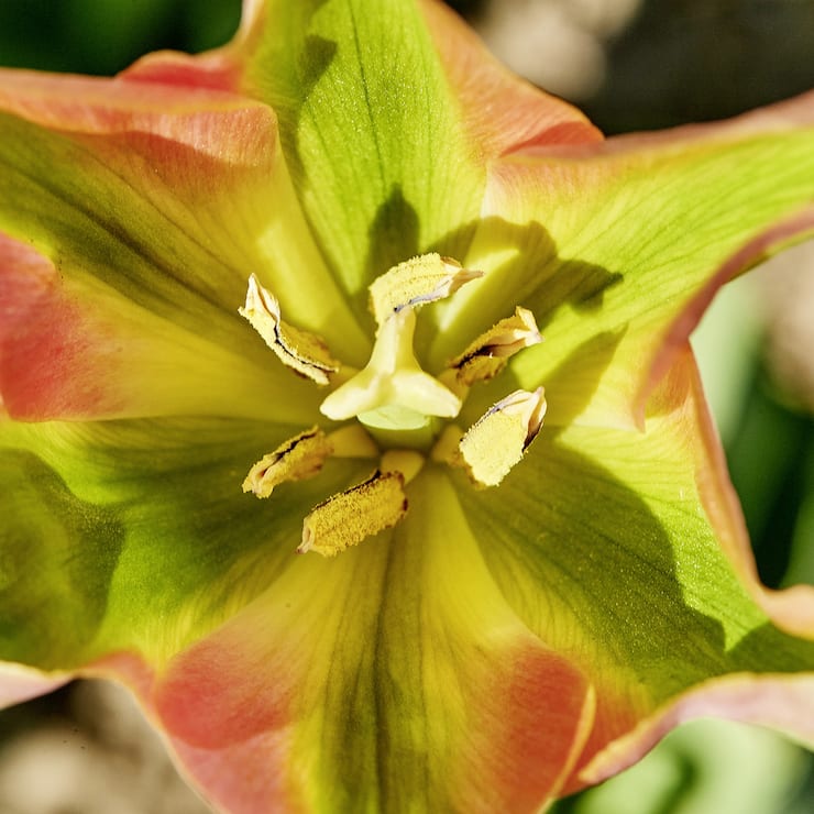 La fleur de la tulipe Viridiflora 