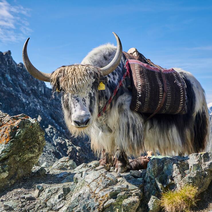 Rosula Blanc organise des treks avec des yaks dans le Val d'Herens