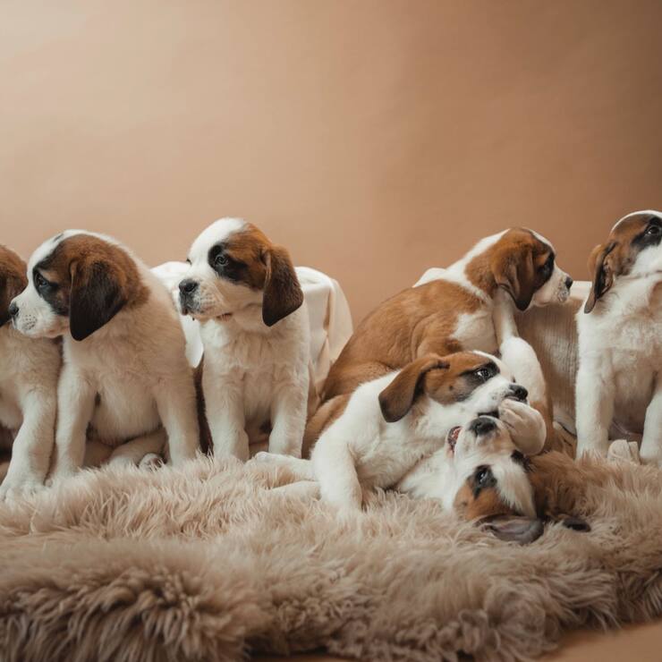 saint-bernards