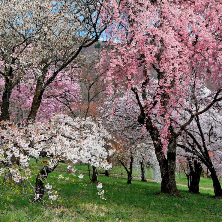 L'arboretum d'Aubonne au printemps