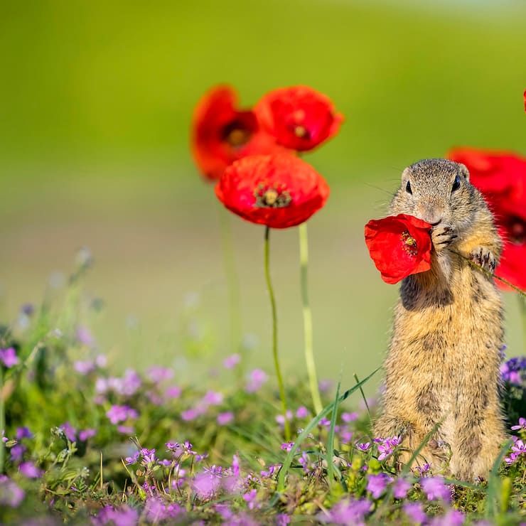 Souslik d'Europe ou spermophile d'Europe debout dans un tapis de fleurs de Bec de grue et tenant un coquelicot dans ses pattes avant de le manger