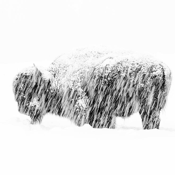An American bison endures a thick snowfall in Yellowstone National Park. Since the heavy snow made it hard to pick out details in this scene, I purposely slowed my shutter speed in order to "paint" lines across the telltale silhouette of the bison and create a more abstract image.