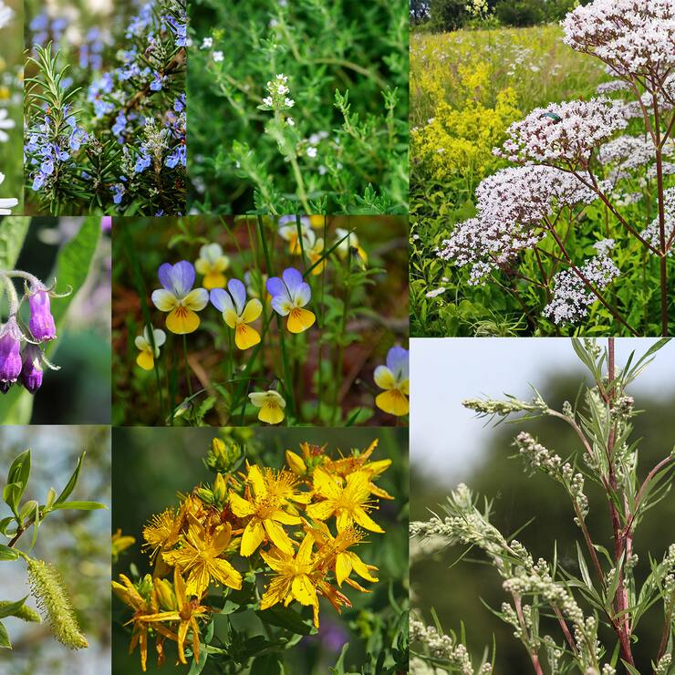 9 plantes qui nous font du bien