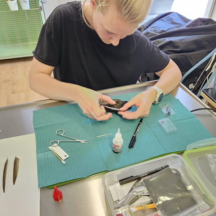 Carole Chanton (29 ans) avec le martinet Zola, arrivé amaigri et qu’elle pèse chaque matin. Créé en 2018 et très à l’étroit, le centre de soins de la faune sauvage Erminea, à Chavornay (VD), accueille la moitié d’oiseaux et le reste de petits mammifères (hérissons, renards...).