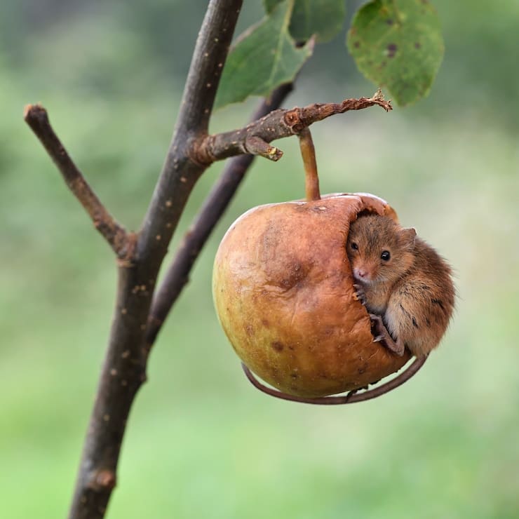 Photos mini-souris