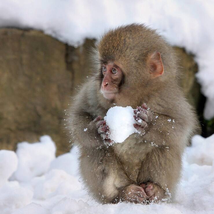 Comedy Wildlife Photography Awards