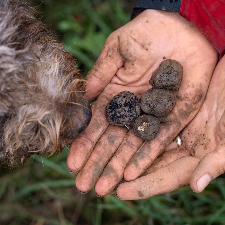 Truffes en Suisse romande