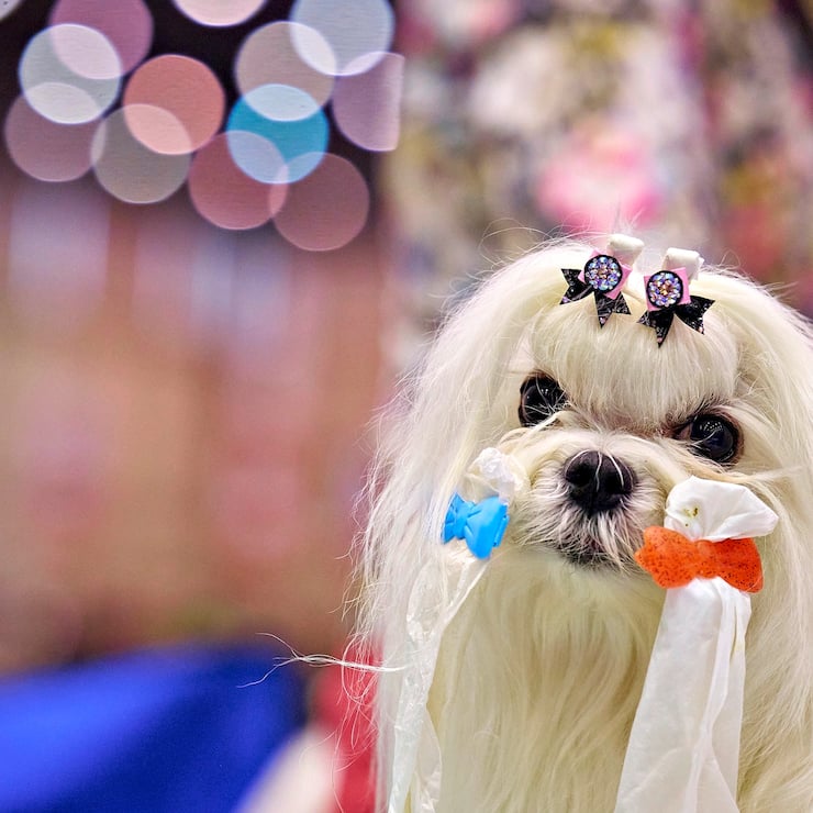 Le World Dog Show 2023