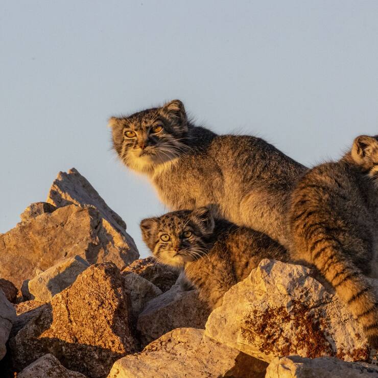 manul