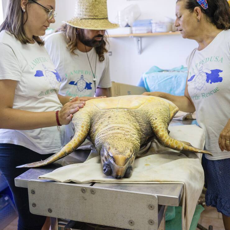 tortue de mer blessée