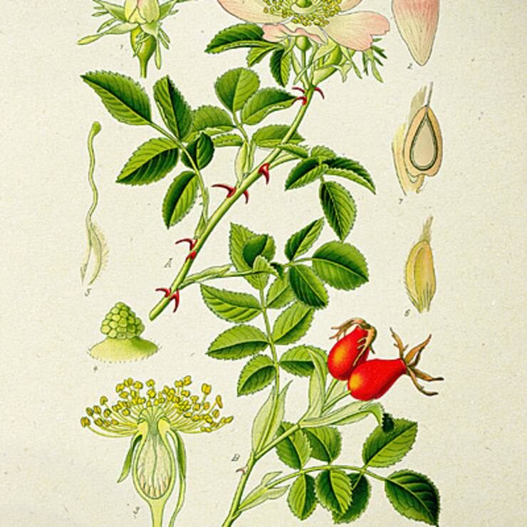 «Rosa canina» était utilisée pour soigner lesmorsures de chien.