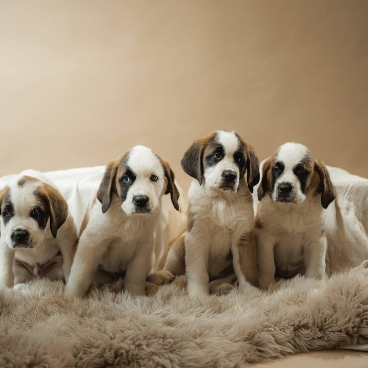 saint-bernards
