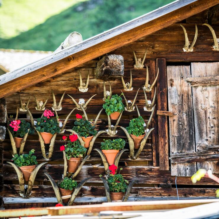 Cabane fleurie 