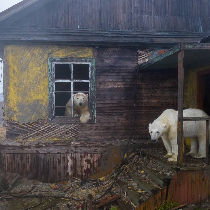Ours polaire
