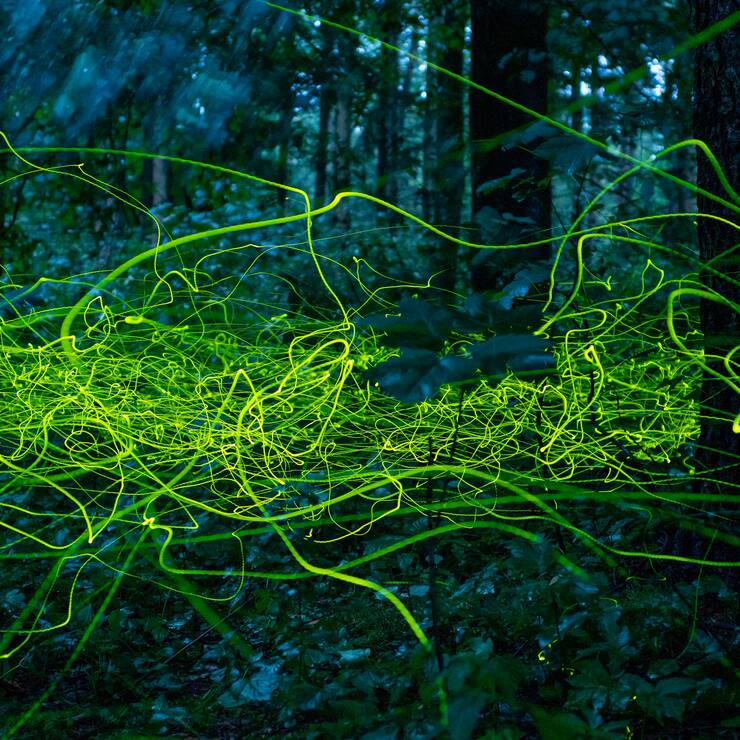 Lucioles