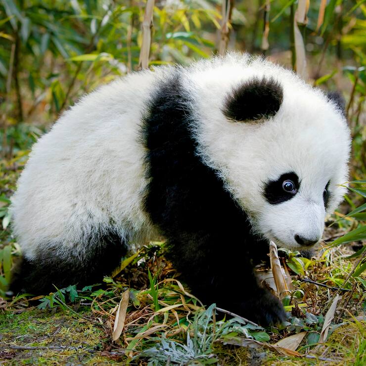 Pandas