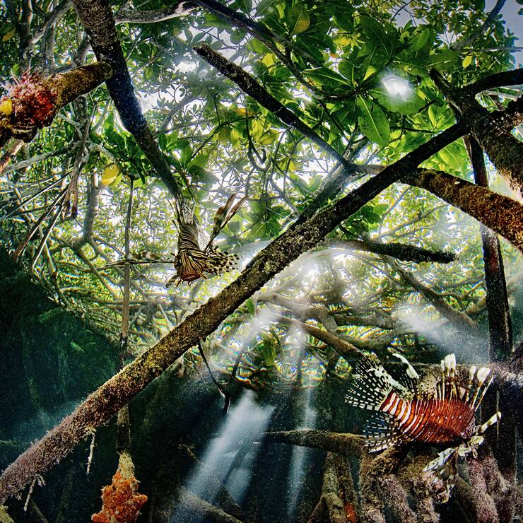 Mangrove