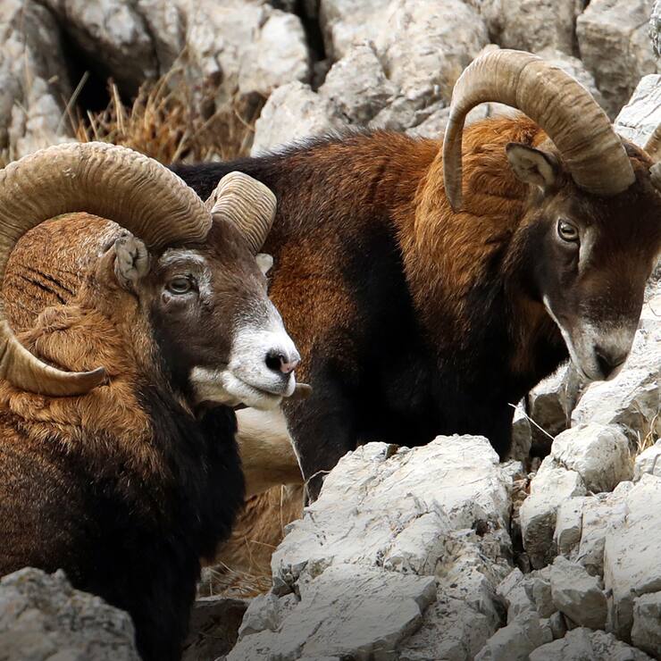 Mouflons