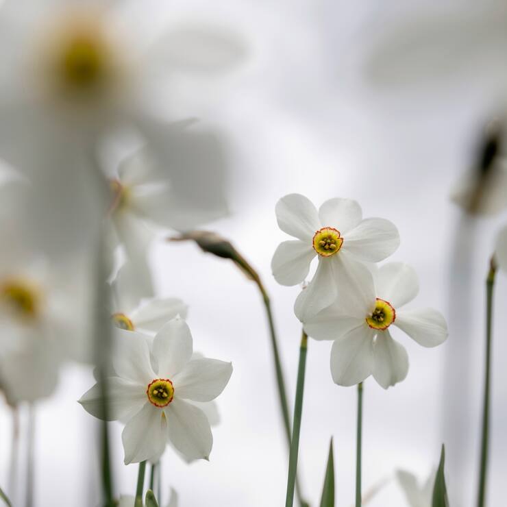 Narcisses