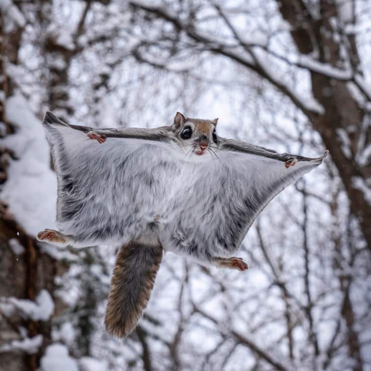 L’écureuil volant de Sibérie
