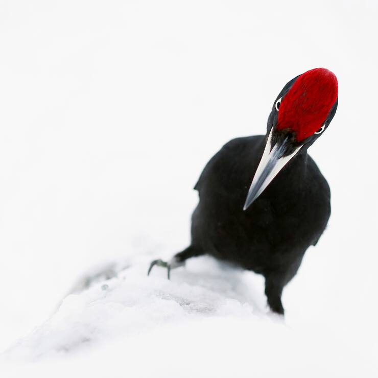 oiseaux