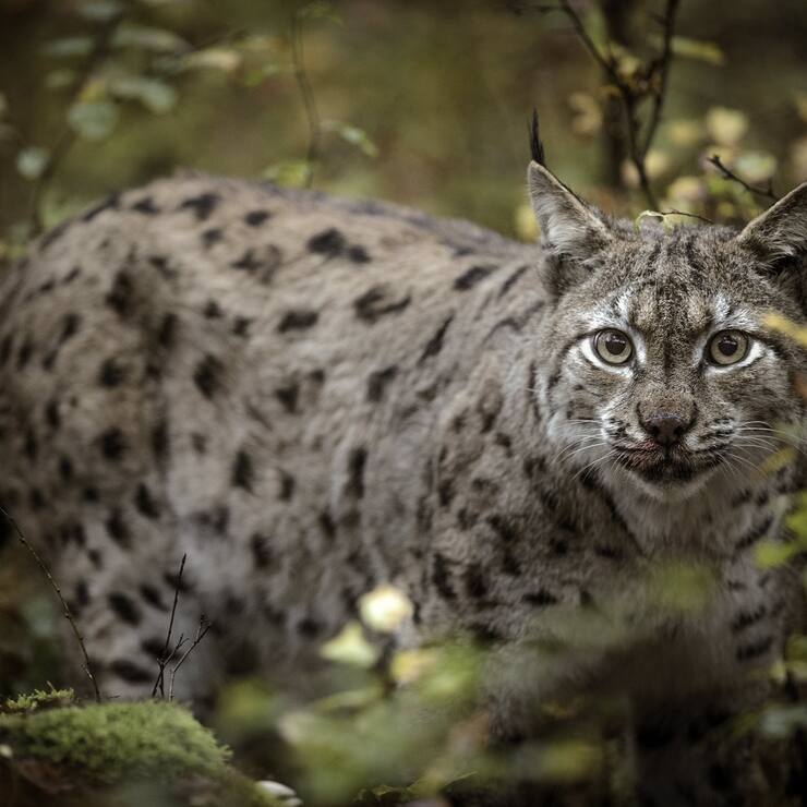 Lynx