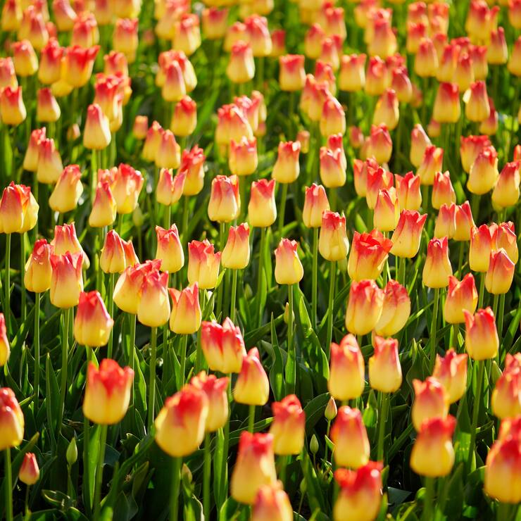 La Fête de la Tulipe à Morges dans le canton de Vaud
