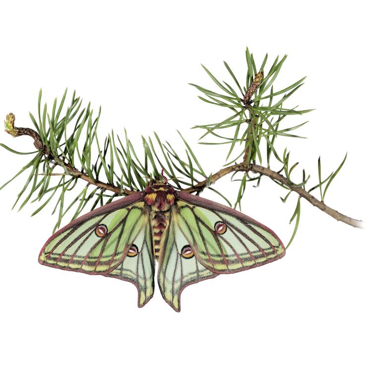 papillon