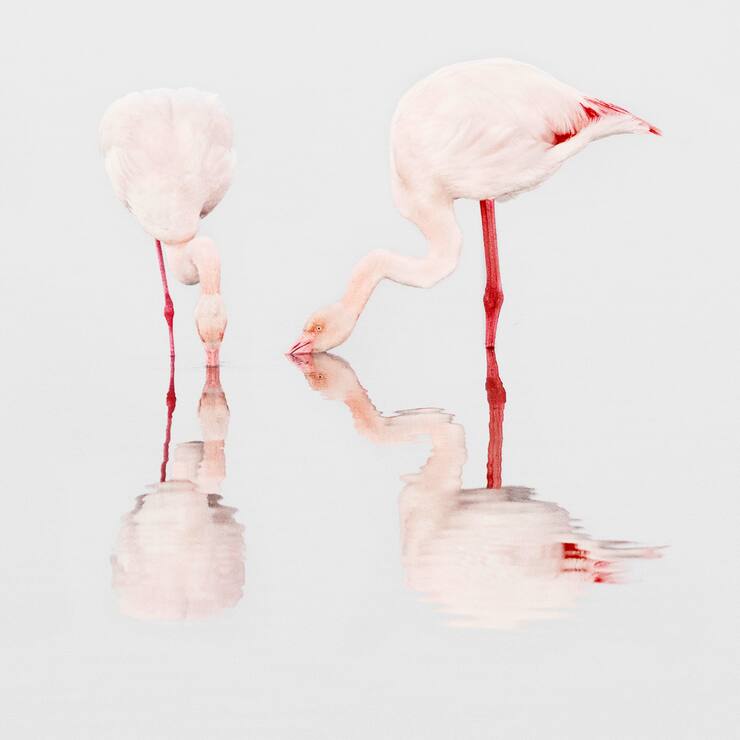 flamants