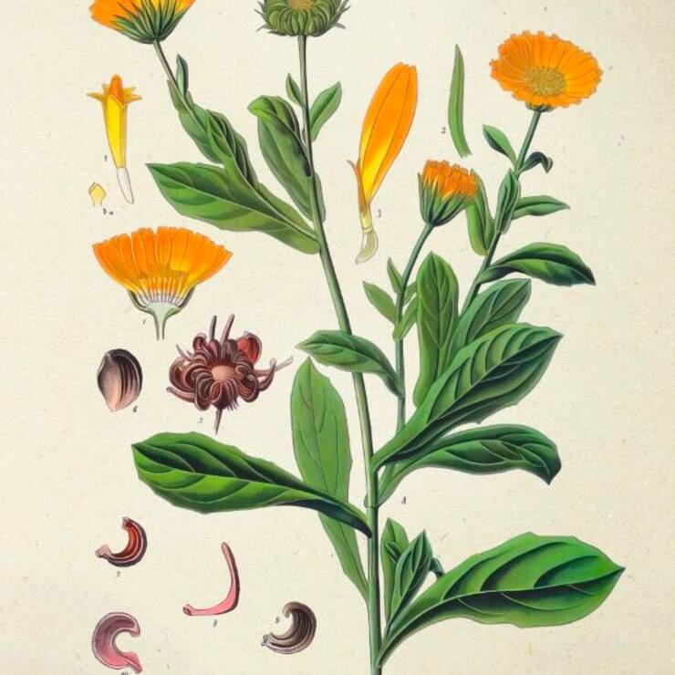 Calendula