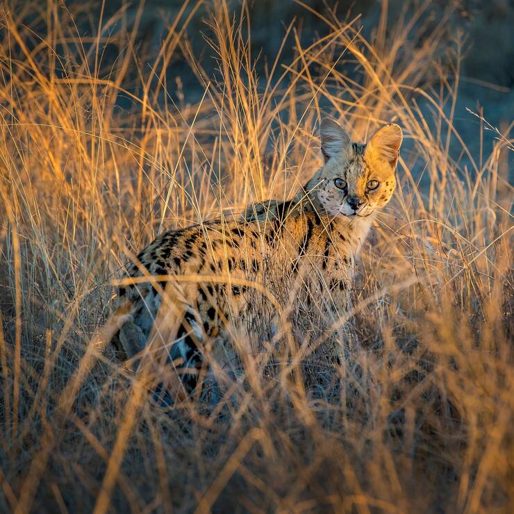 Serval en chasse dans les hautes herbes au soleil couchant Afrique du Sud (Leptailurus serval) South Africa Serval hunting in tall grass at sunset