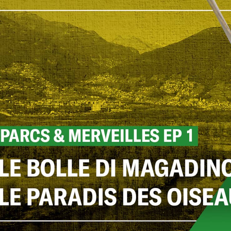 Ascona Locarno, le paradis des oiseaux