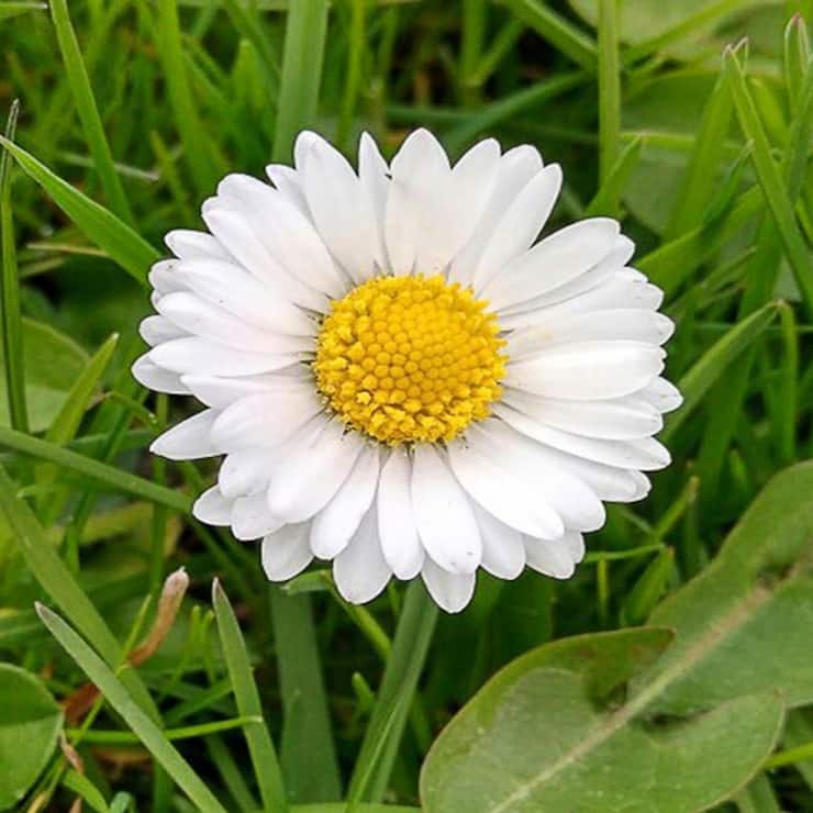 Pollen