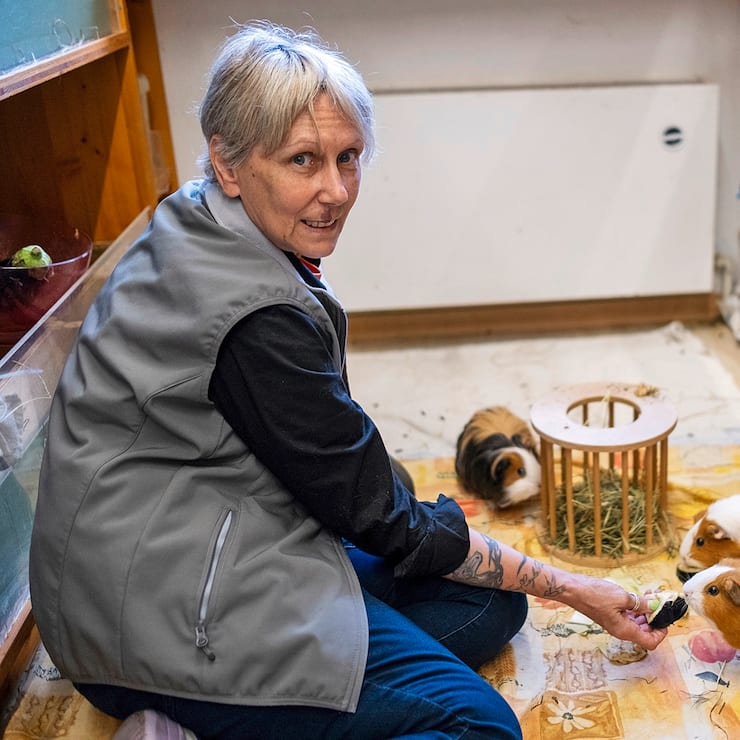 Tatiana Lavanchy Cherpillod, membre du Club romand des amis des cochons d’Inde (CRACI), tient un refuge pour ces animaux originaires d’Amérique du Sud.