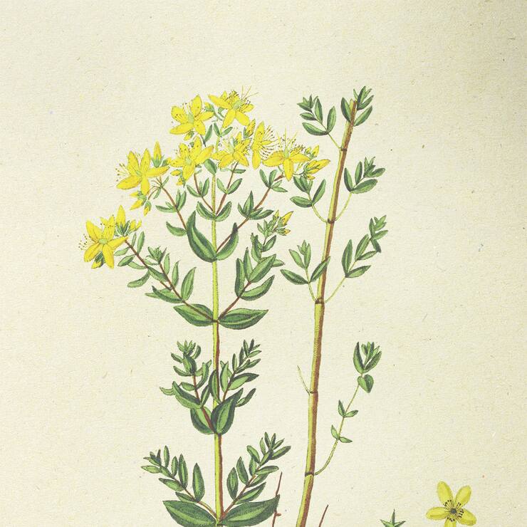 Illustration millepertuis