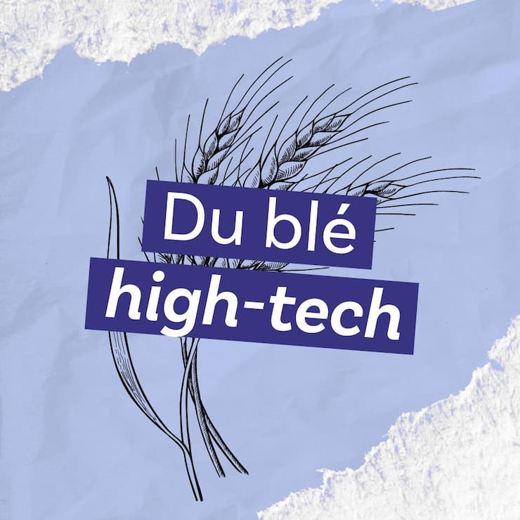 «Du blé high-tech», neuvième épisode du podcast «Le ver(t) dans l’assiette?».