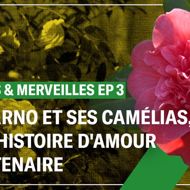Locarno et ses camélias