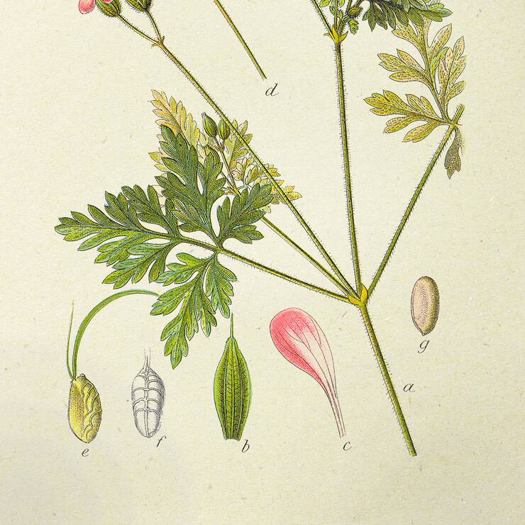 Géranium Herbe à Robert