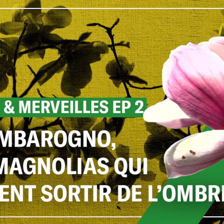 Le parc botanique de Gambarogno renferme l’une des plus grandes collections de magnolias du monde