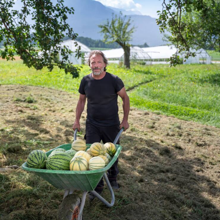 Les fruits de son travail: Marcel Foffa, de la ferme bio Bio-Tisch, pousse sa brouette pleine de melons et de pastèques maison.
