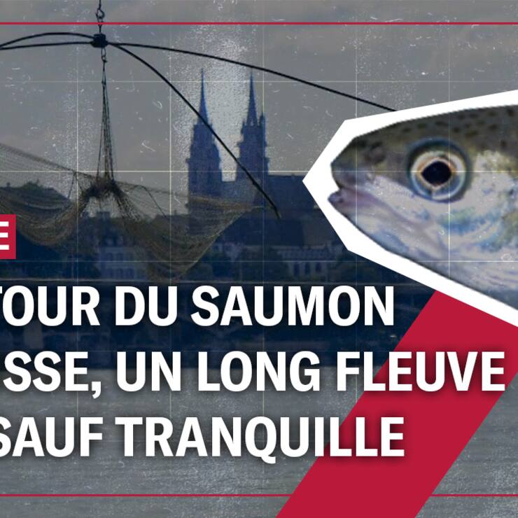 Vignette enquête saumons