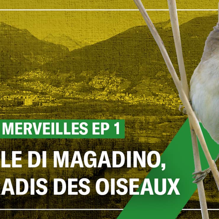 Ascona Locarno, le paradis des oiseaux