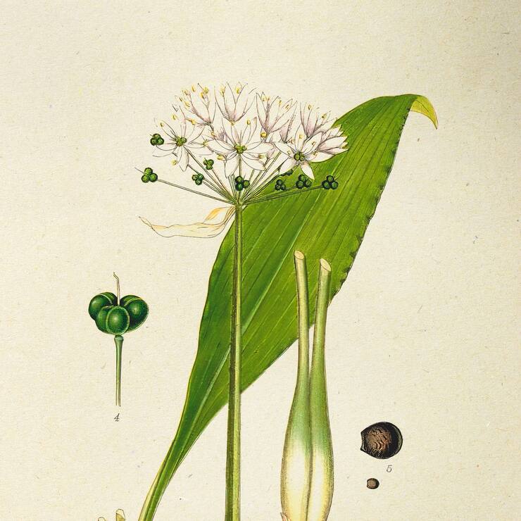 Illustration de l'ail des ours